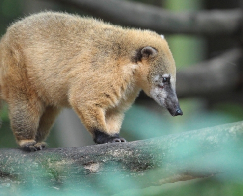 entpreprise de vidéo zoo de beauval 1.11.1