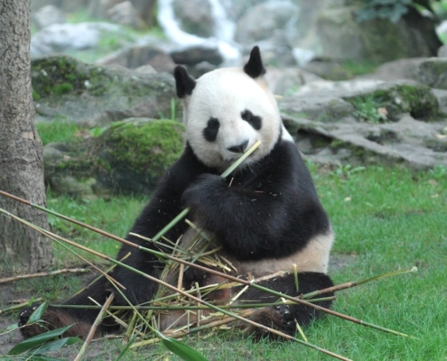 panda filmé par camemaran spécialiste des animaux beauval 1.7.1