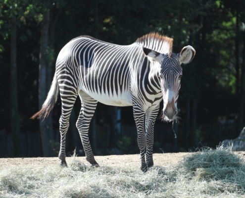 zebre zoo de beauval entreprise de video animalière